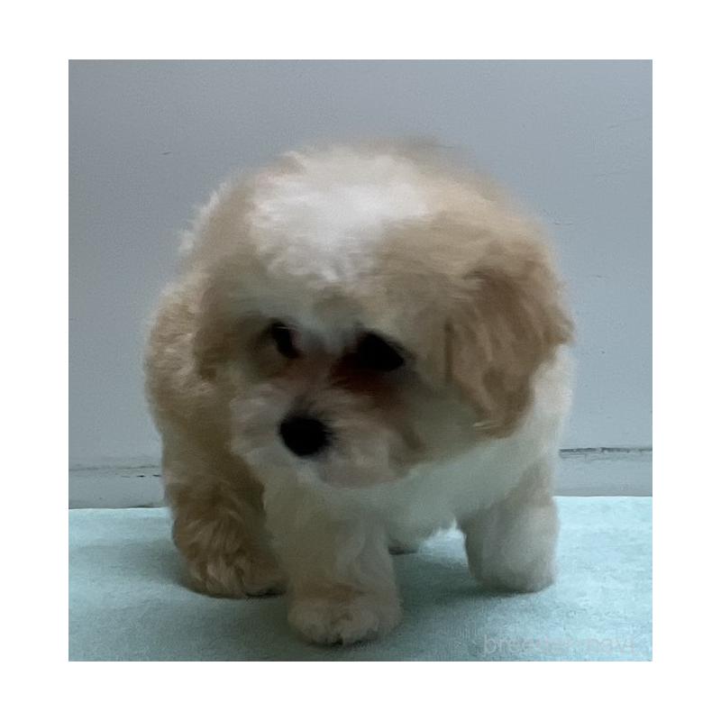 販売中の岐阜県のマルプー:マルチーズ×トイプードル-445668の8枚目