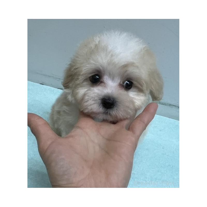 販売中の岐阜県のマルプー:マルチーズ×トイプードル-445668の6枚目