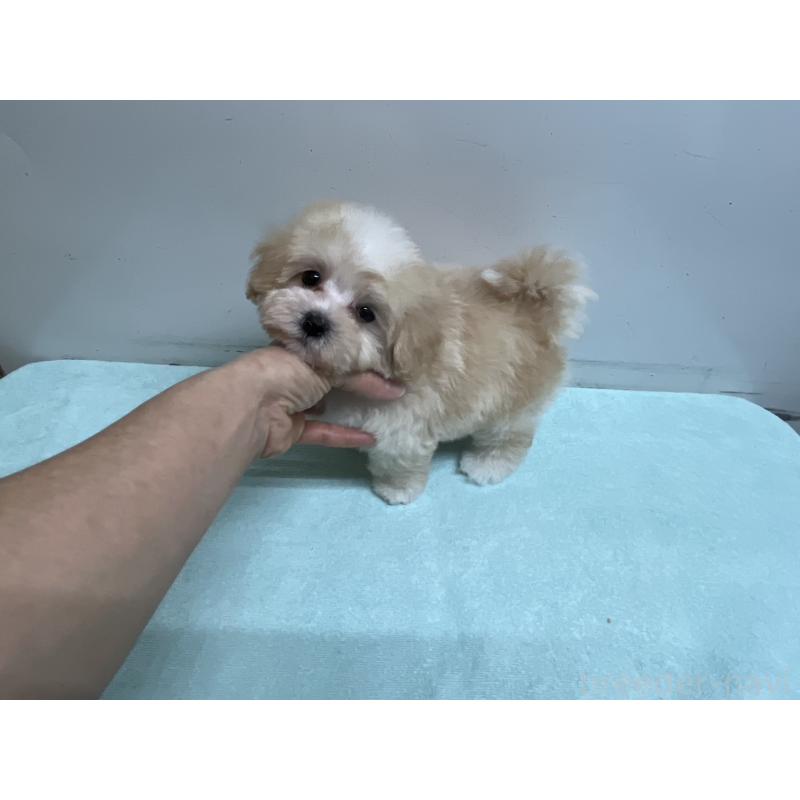 販売中の岐阜県のマルプー:マルチーズ×トイプードル-445668の4枚目