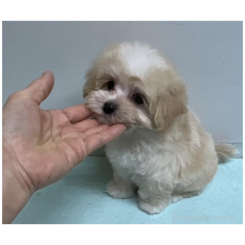 販売中の岐阜県のマルプー:マルチーズ×トイプードル-445668の5枚目