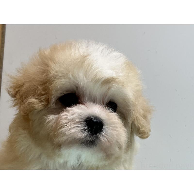 販売中の岐阜県のマルプー:マルチーズ×トイプードル-445668の3枚目