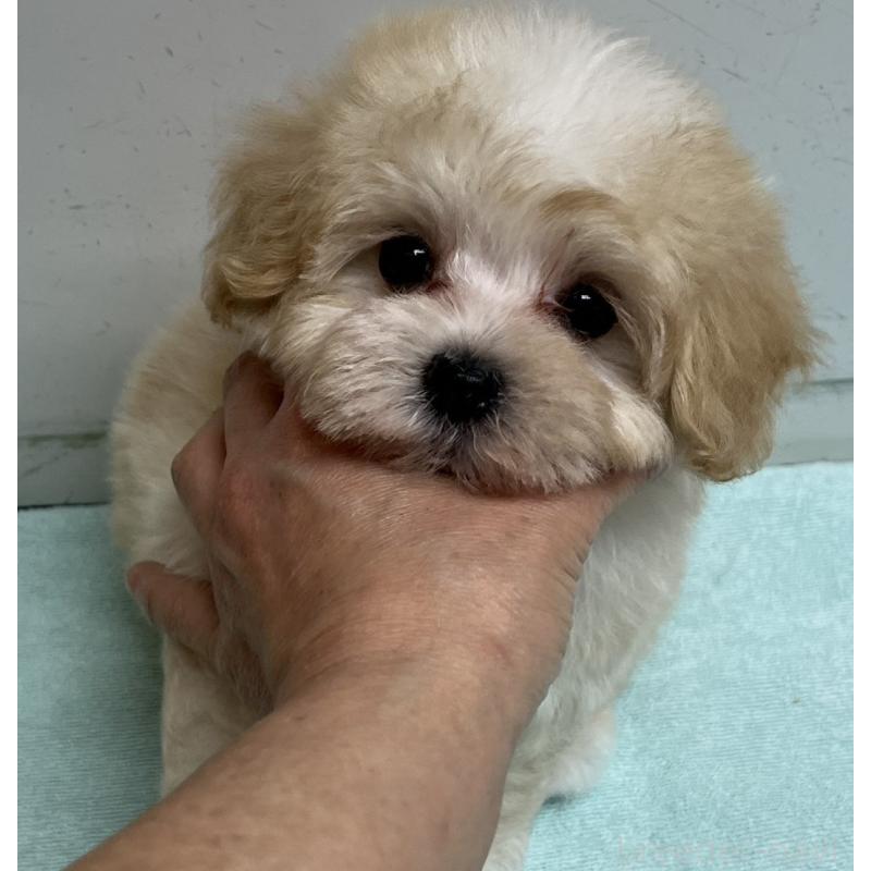 販売中の岐阜県のマルプー:マルチーズ×トイプードル-445668の2枚目