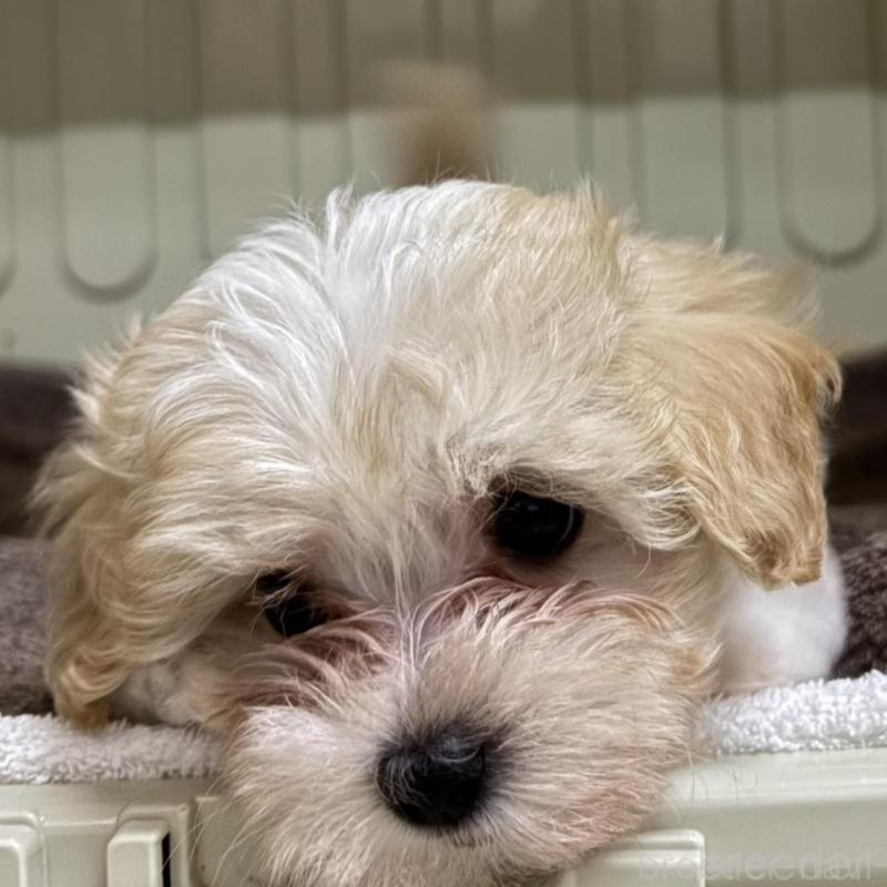 販売中の岐阜県のマルプー:マルチーズ×トイプードル-445668の1枚目