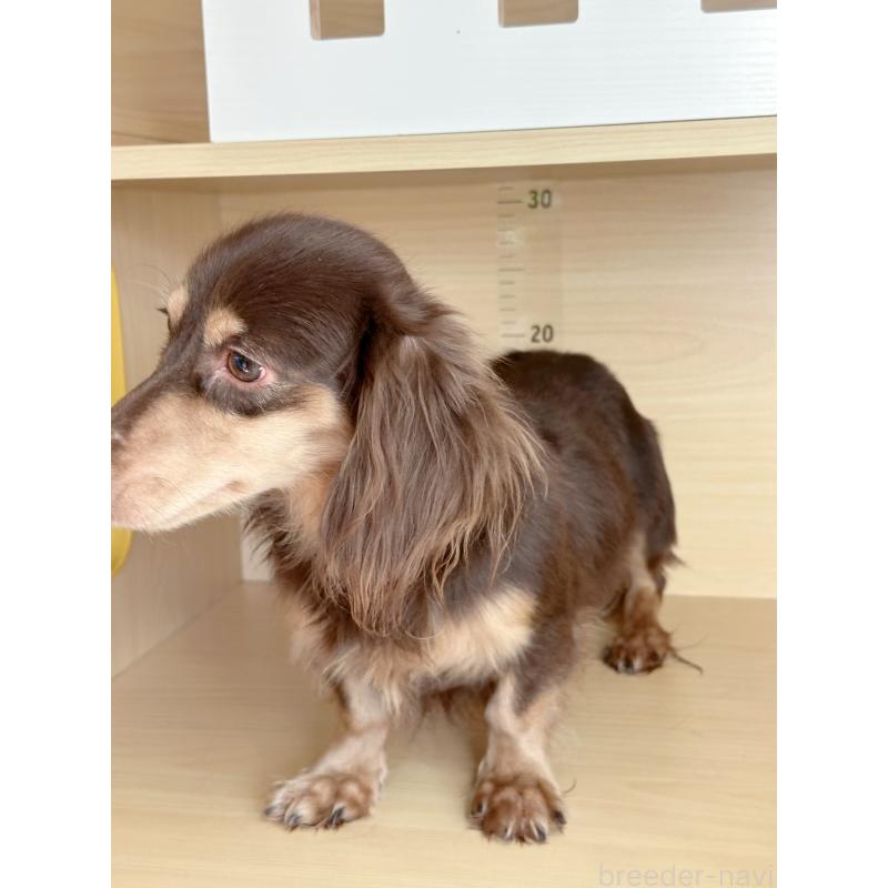 アルファちゃんくん1枚目