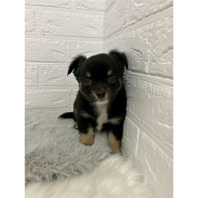 販売中の東京都のチワワ(ロングコート)-445669の12枚目