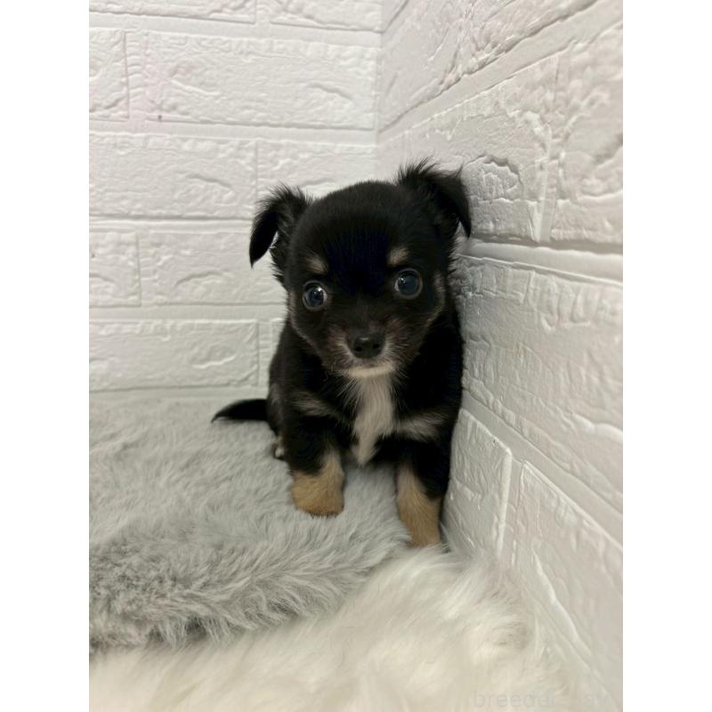 販売中の東京都のチワワ(ロングコート)-445669の13枚目