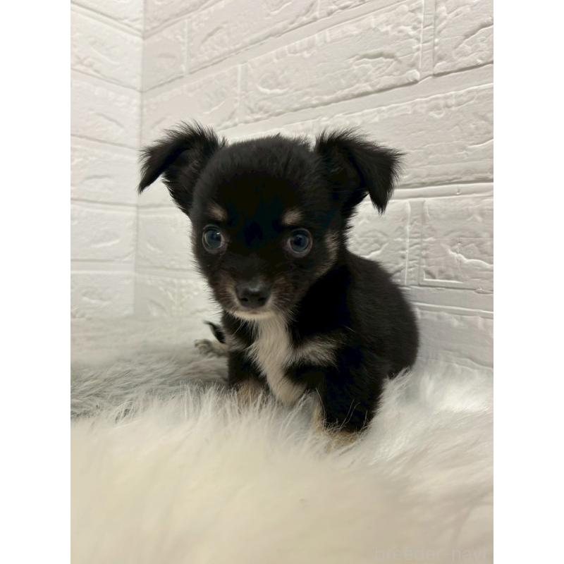 販売中の東京都のチワワ(ロングコート)-445669の11枚目