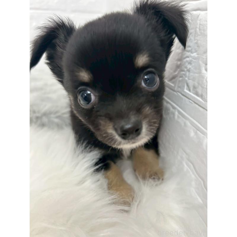 販売中の東京都のチワワ(ロングコート)-445669の8枚目