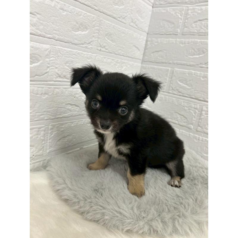 販売中の東京都のチワワ(ロングコート)-445669の7枚目