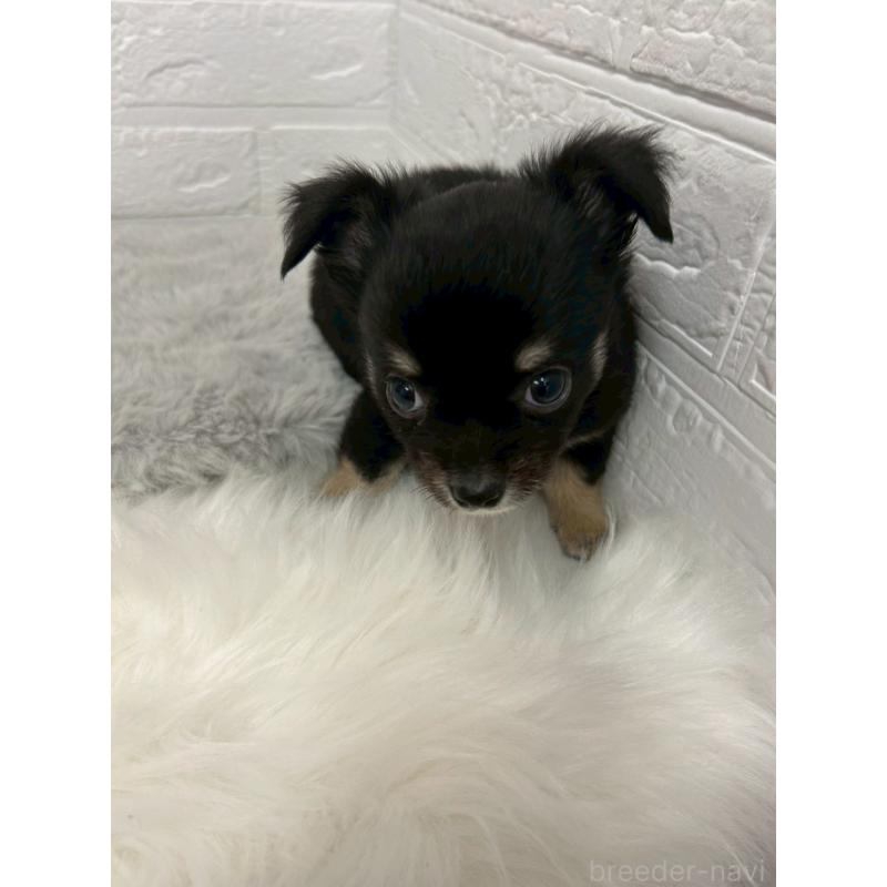 販売中の東京都のチワワ(ロングコート)-445669の6枚目