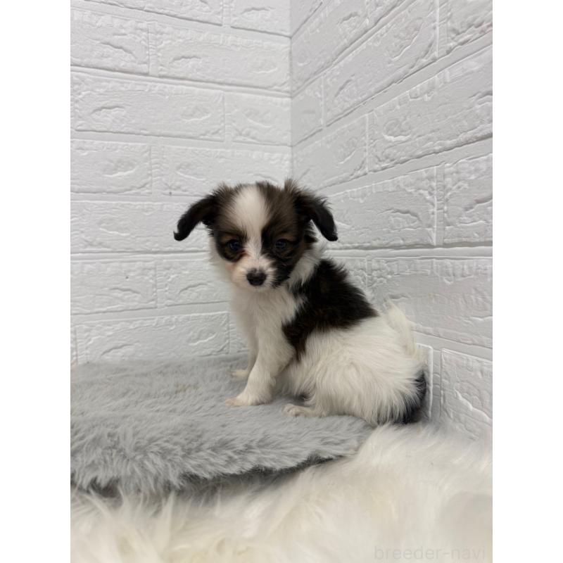 販売中の東京都のパピヨン-445670の11枚目