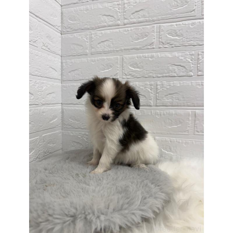 販売中の東京都のパピヨン-445670の10枚目