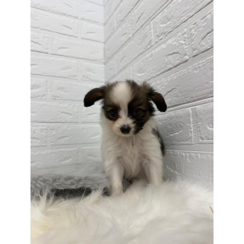 販売中の東京都のパピヨン-445670の6枚目