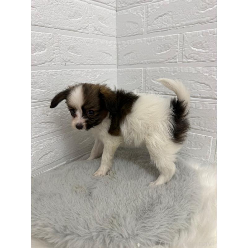 販売中の東京都のパピヨン-445670の5枚目