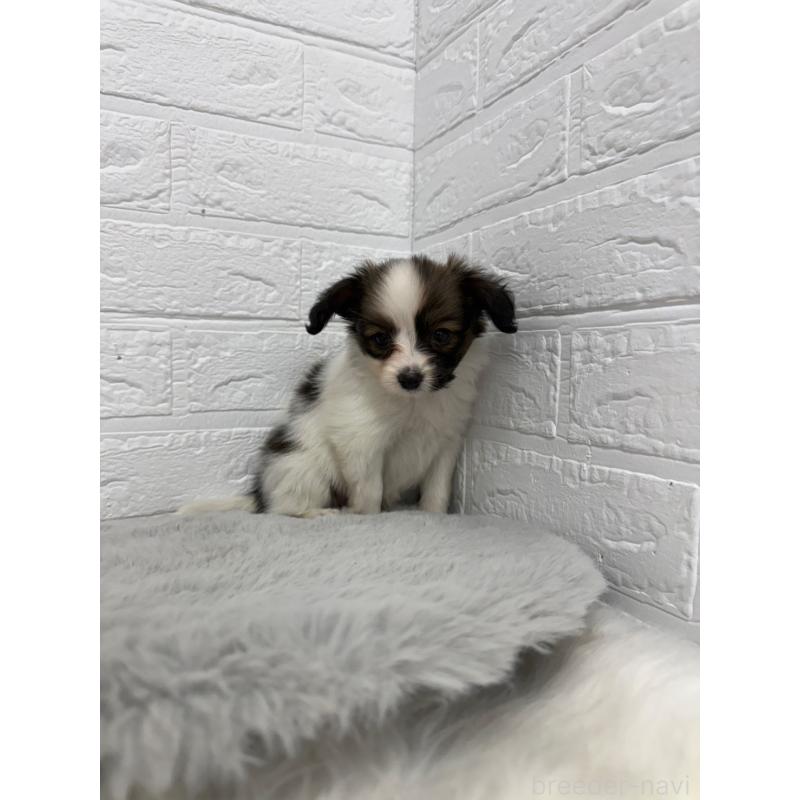 販売中の東京都のパピヨン-445670の4枚目