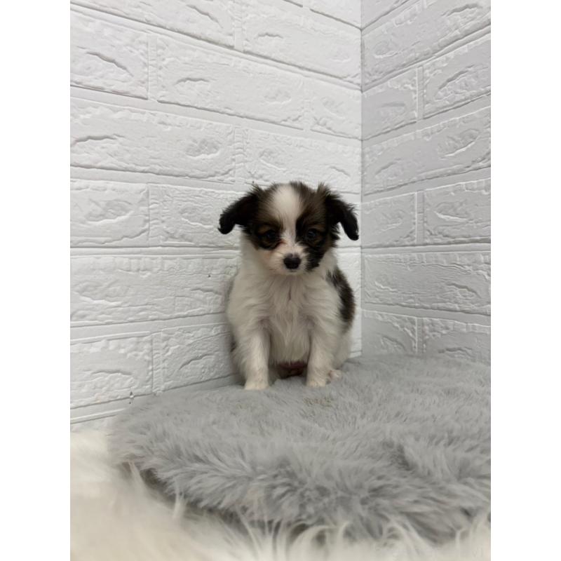 販売中の東京都のパピヨン-445670の3枚目