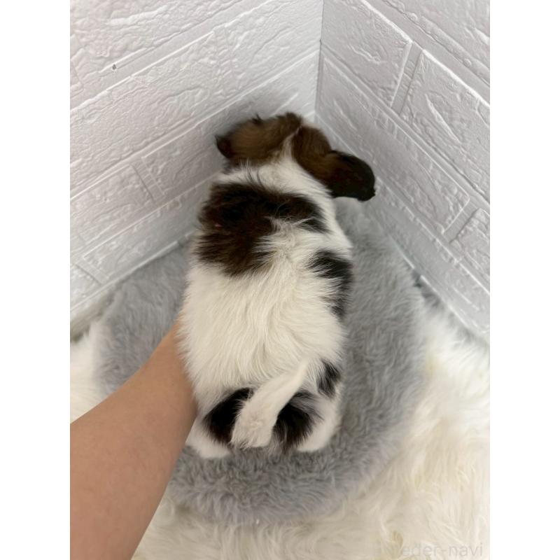 販売中の東京都のパピヨン-445670の2枚目