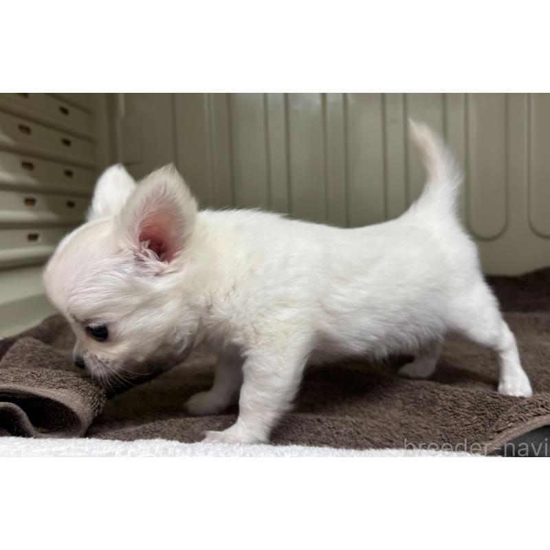 販売中の岐阜県のチワワ(ロングコート)-445672の8枚目