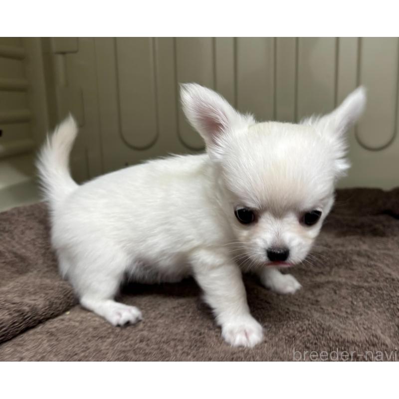 販売中の岐阜県のチワワ(ロングコート)-445672の7枚目