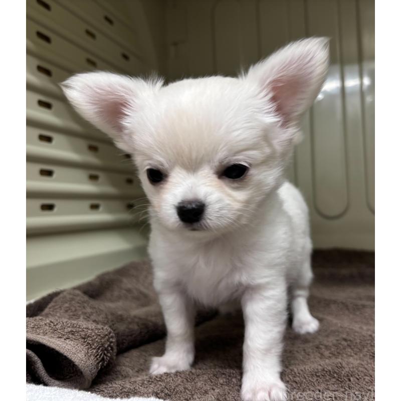 販売中の岐阜県のチワワ(ロングコート)-445672の6枚目