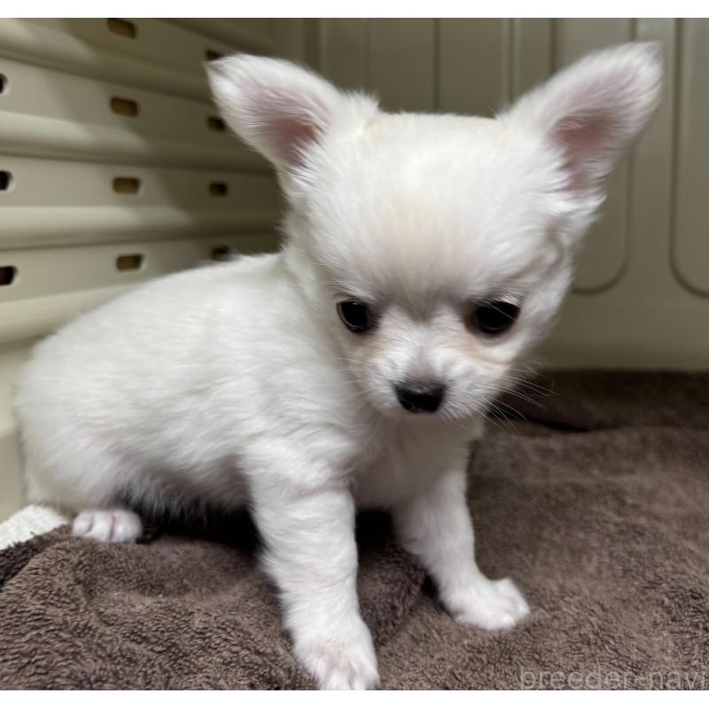 販売中の岐阜県のチワワ(ロングコート)-445672の5枚目