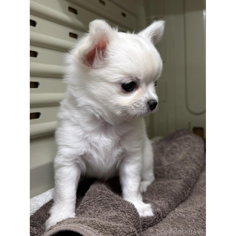 販売中の岐阜県のチワワ(ロングコート)-445672の3枚目