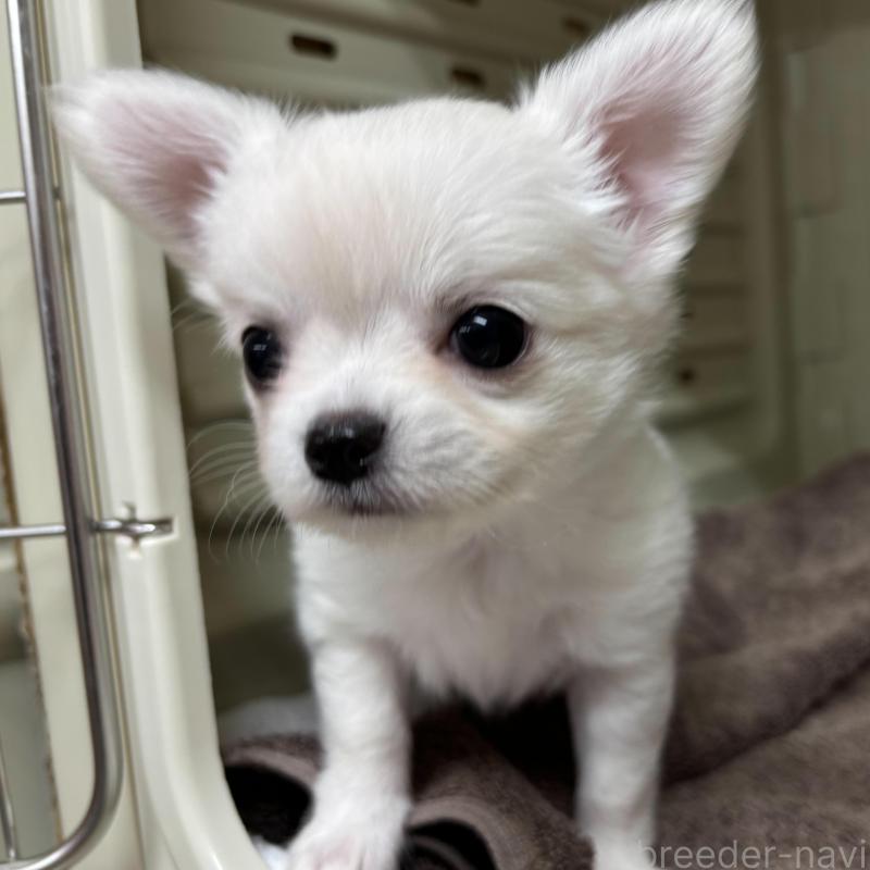 販売中の岐阜県のチワワ(ロングコート)-445672の1枚目