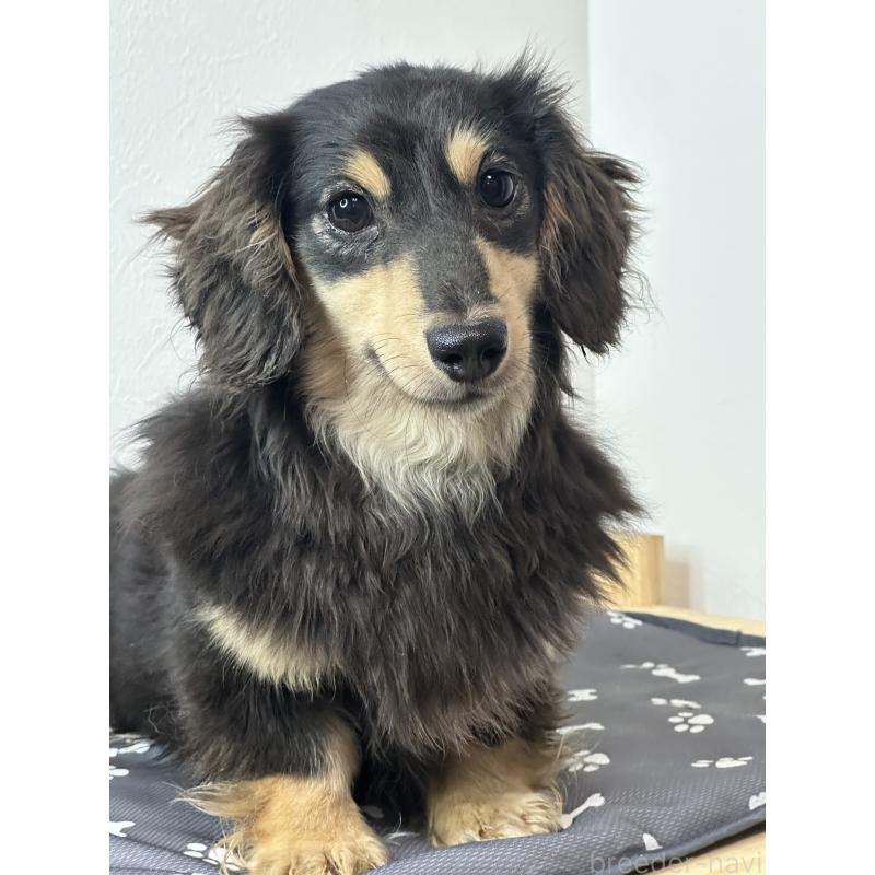 Heimeyちゃんちゃん1枚目