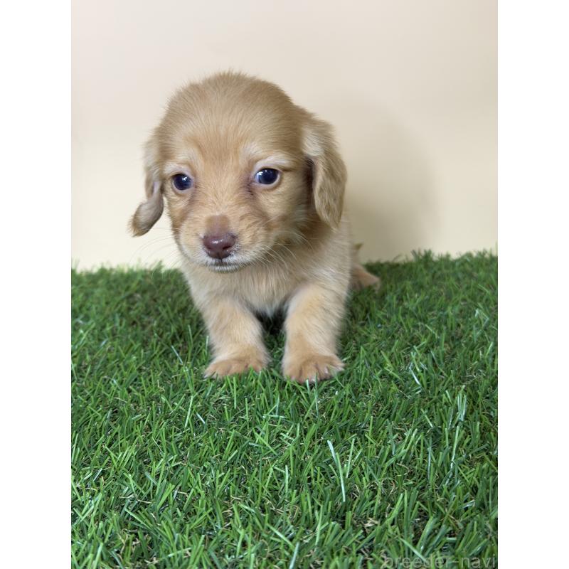 販売中の茨城県のミニチュアダックスフンド(ロングヘアード)-445674の10枚目