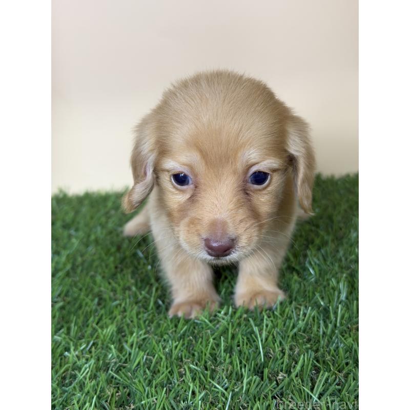 販売中の茨城県のミニチュアダックスフンド(ロングヘアード)-445674の9枚目