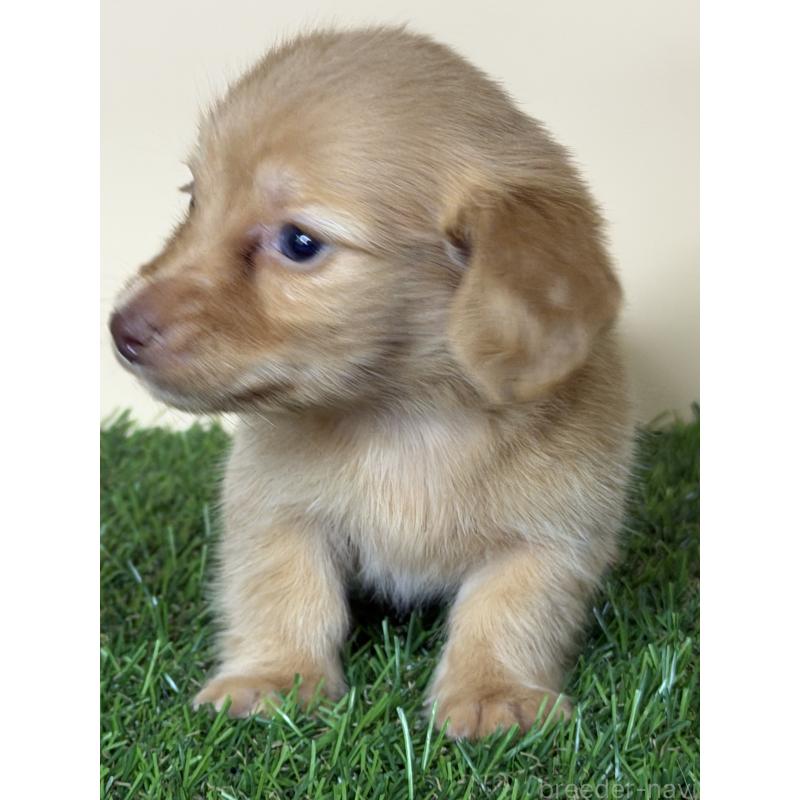 販売中の茨城県のミニチュアダックスフンド(ロングヘアード)-445674の8枚目