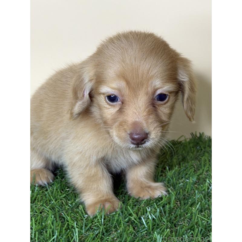 販売中の茨城県のミニチュアダックスフンド(ロングヘアード)-445674の7枚目