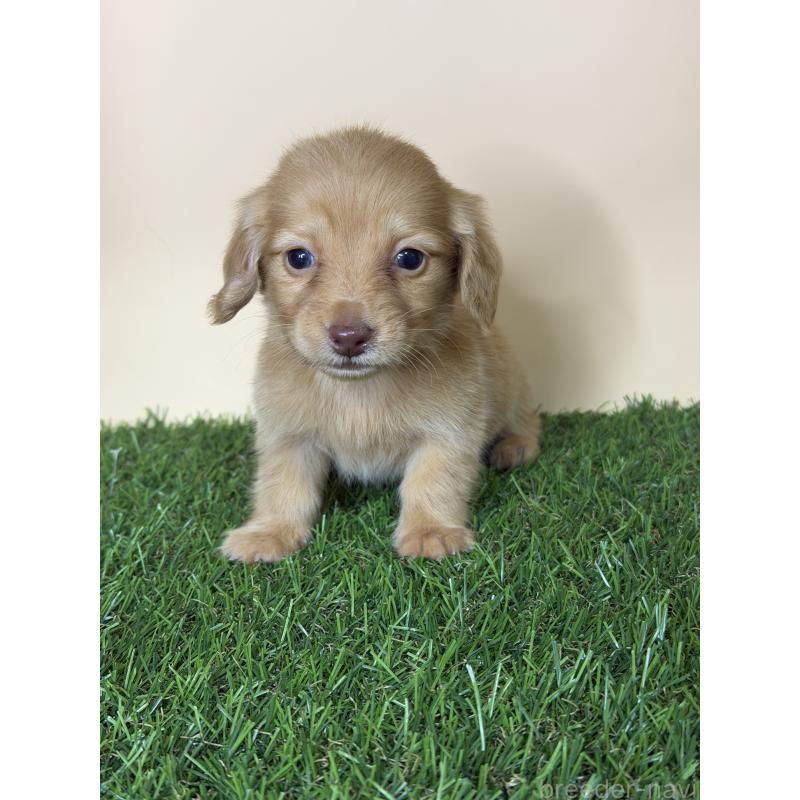 販売中の茨城県のミニチュアダックスフンド(ロングヘアード)-445674の5枚目