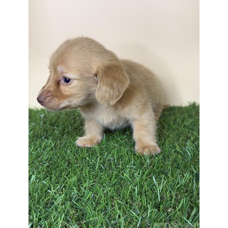 販売中の茨城県のミニチュアダックスフンド(ロングヘアード)-445674の4枚目