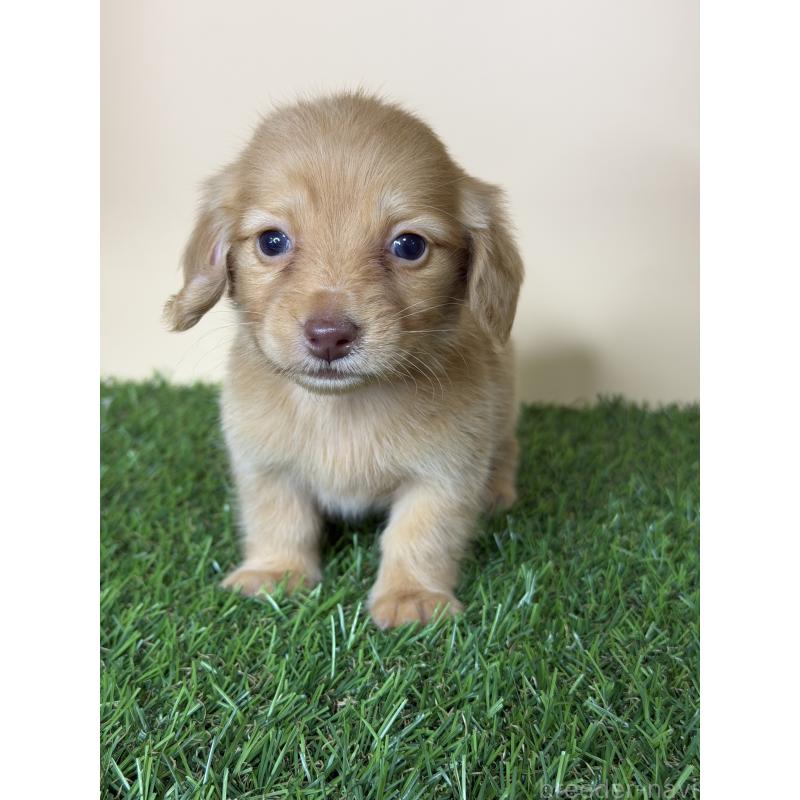 販売中の茨城県のミニチュアダックスフンド(ロングヘアード)-445674の3枚目