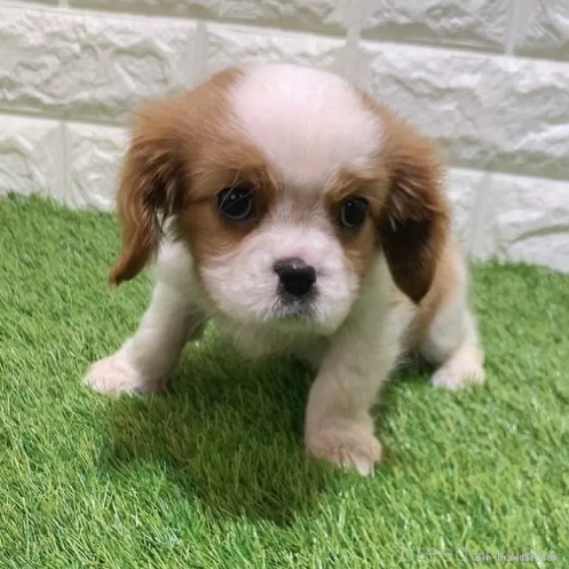 販売中の愛知県のキャバリアキングチャールズスパニエル-439926