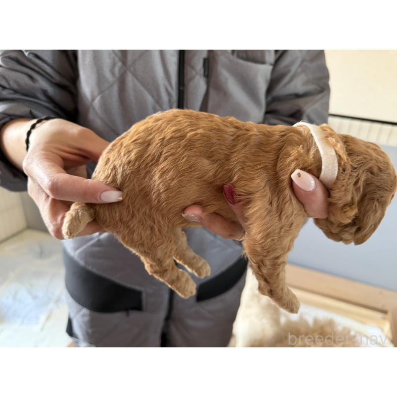 販売中の群馬県のスタンダードプードル-445678の5枚目