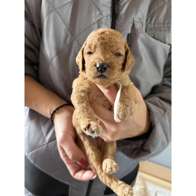 販売中の群馬県のスタンダードプードル-445678の4枚目