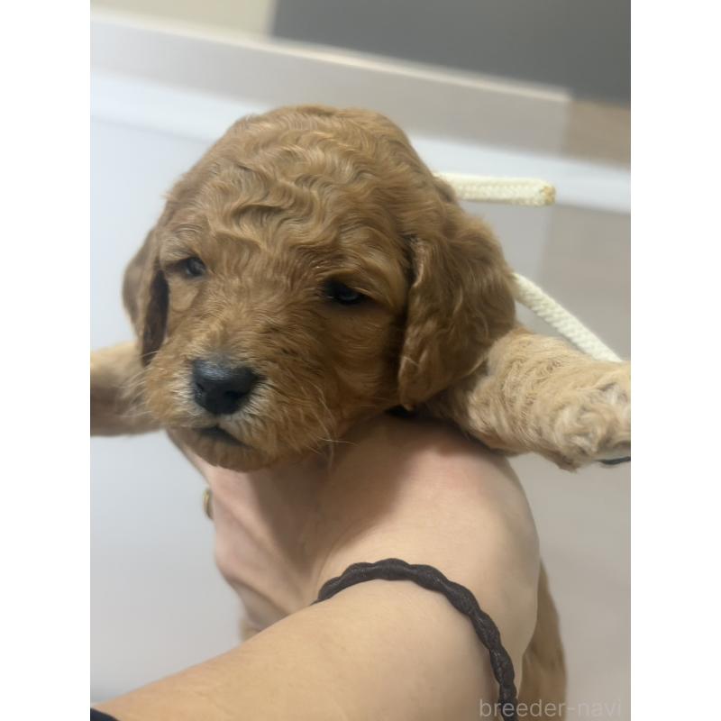 販売中の群馬県のスタンダードプードル-445678の3枚目