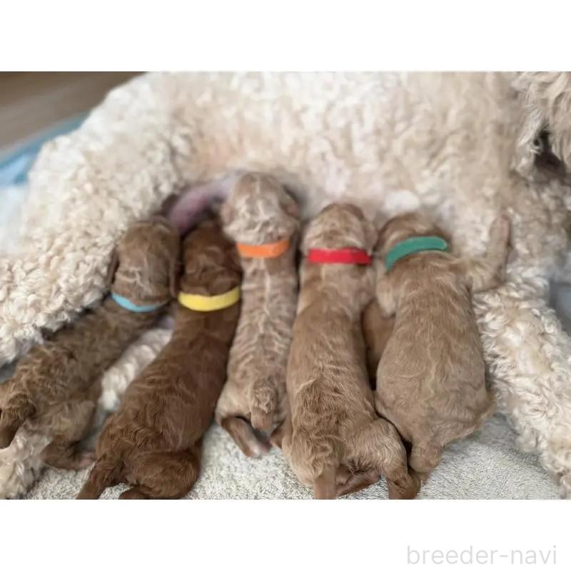 販売中の群馬県のスタンダードプードル-445678の2枚目