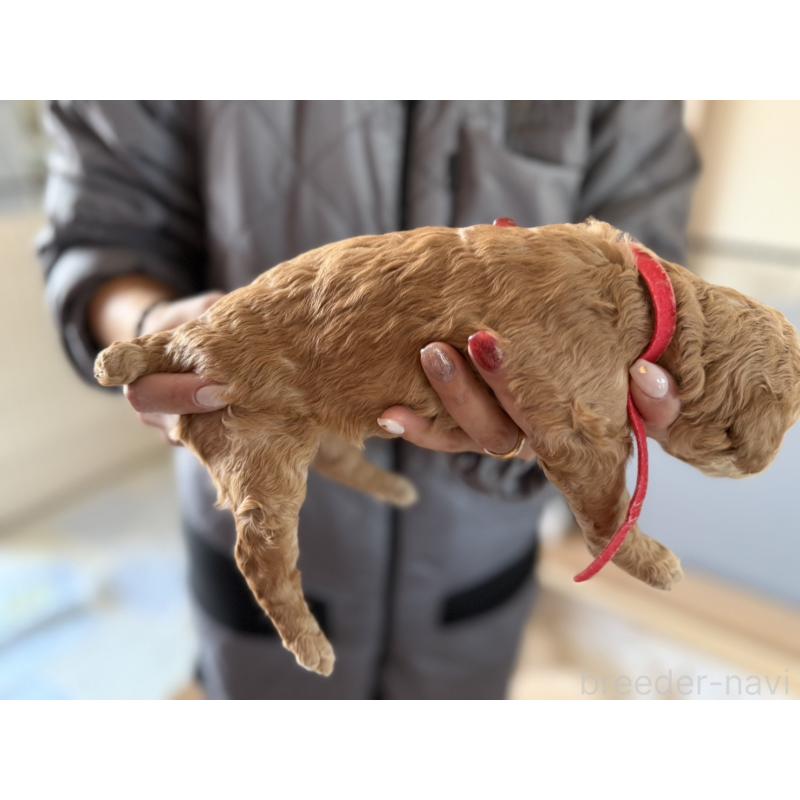 販売中の群馬県のスタンダードプードル-445680の7枚目