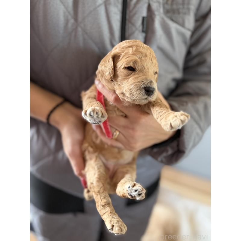 販売中の群馬県のスタンダードプードル-445680の6枚目