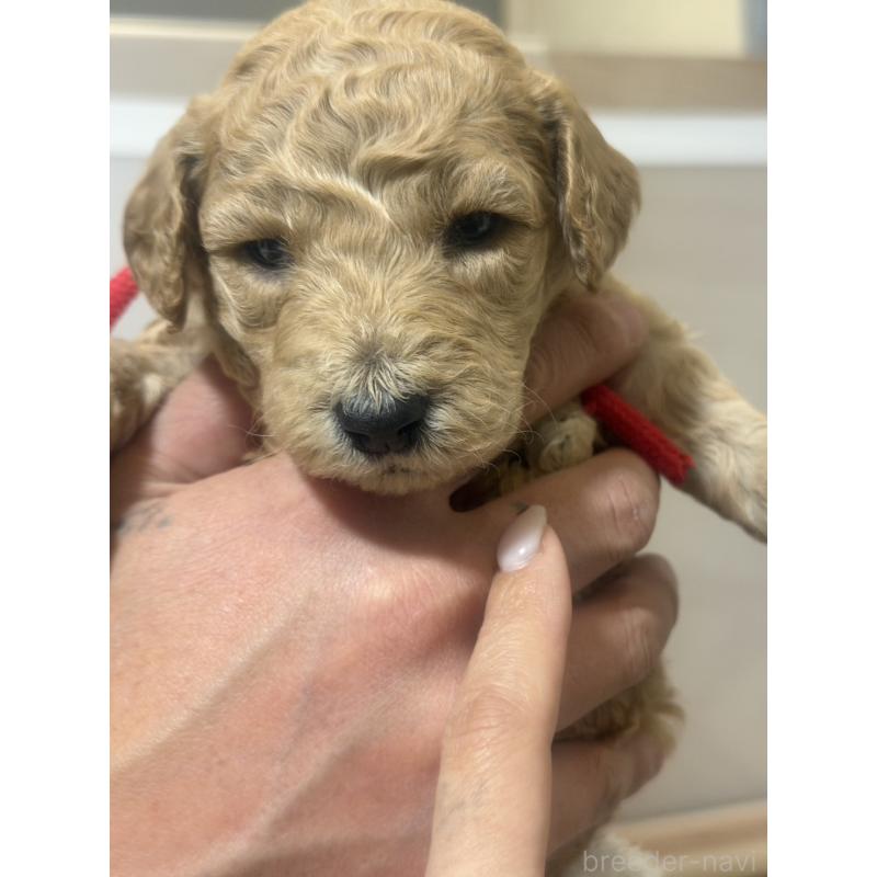 販売中の群馬県のスタンダードプードル-445680の5枚目