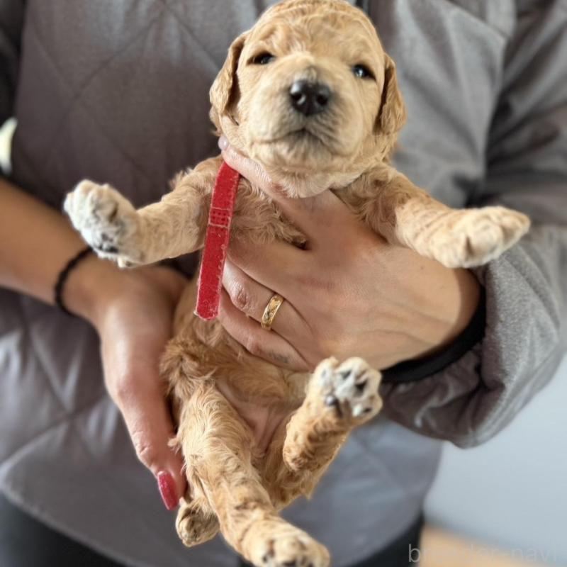 販売中の群馬県のスタンダードプードル-445680の2枚目