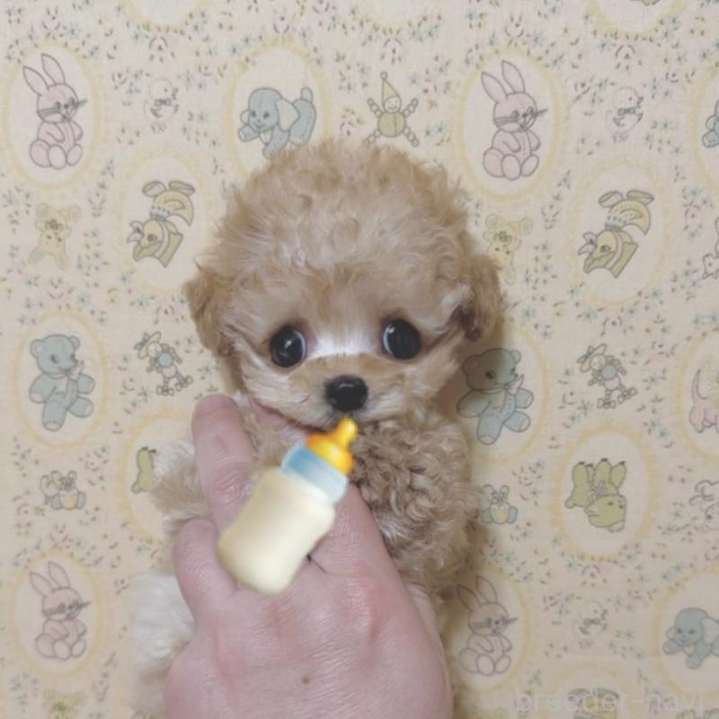 販売中の東京都のティーカッププードル-445679の1枚目