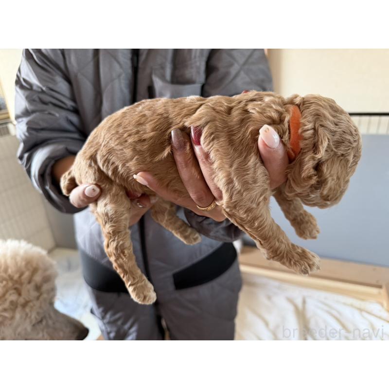 販売中の群馬県のスタンダードプードル-445681の5枚目