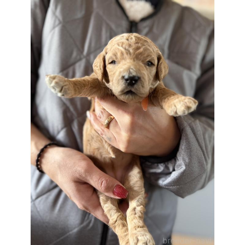 販売中の群馬県のスタンダードプードル-445681の4枚目