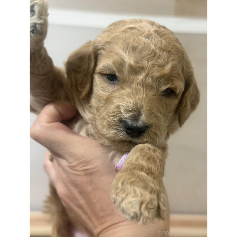 販売中の群馬県のスタンダードプードル-445681の3枚目