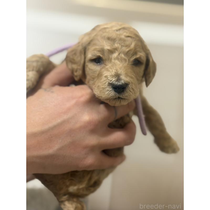 販売中の群馬県のスタンダードプードル-445681の2枚目