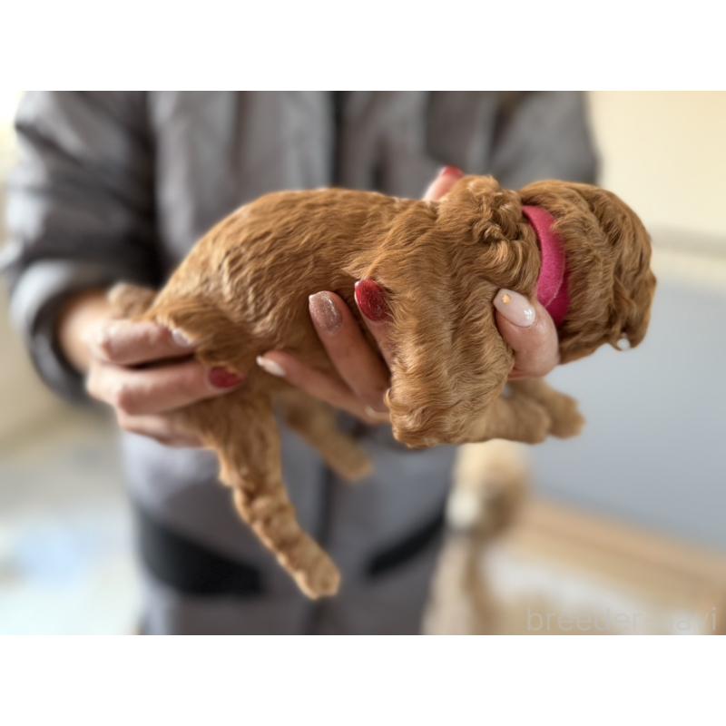 販売中の群馬県のスタンダードプードル-445683の7枚目